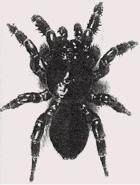 plomleyi